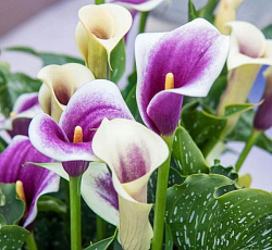 Калла - Пикассо (Патио)