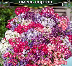 Флокс друммонда Искристая мозаика, смесь сортов