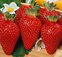 Клубника (земляника) садовая Азия