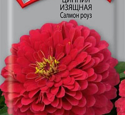 Цинния изящная Салмон роуз