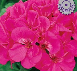 Пеларгония Маверик Пурпурная