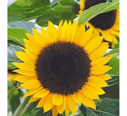 Подсолнечник Воронежский 638