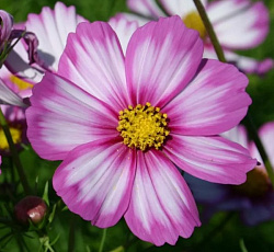 Космея Карусель