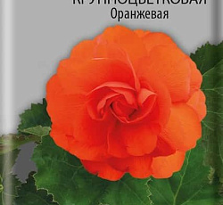 Бегония клубневая крупноцветковая Оранжевая