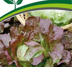 Салат айсберг Синдия (кочанный)