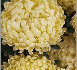 Астра китайская Старый замок селект Золотой