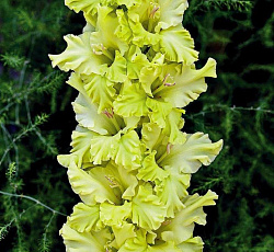 Гладиолус (Российская селекция) - Малахит