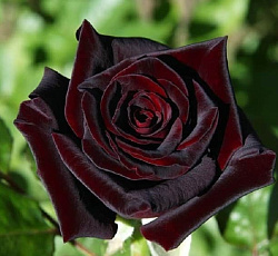 Роза (чайно-гибридная) - Блэк Баккара