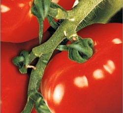 Томат Гигант красный