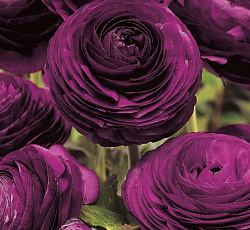 Лютик (азиатский) - Пепл