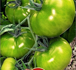 Томат Изумрудное яблоко
