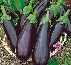 Баклажан Рома F1