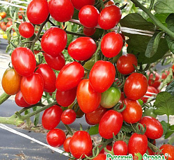 Томат Финик Сибирский F1