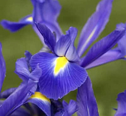 Ирис - Блю