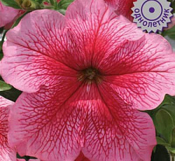 Петуния грандифлора Призм Красные жилки