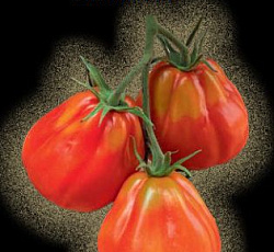 Томат Хинкали F1