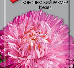 Астра Королевский размер Розовая