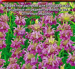 Монарда лимонная (бергамот) Источник здоровья