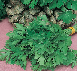 Петрушка листовая Быстроотрастающая