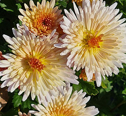 Хризантема (корейская) - Осенний вальс