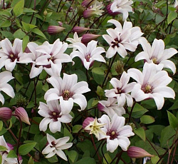 Клематис (ботанический) - Принцесс Кейт (Люкс)