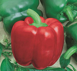 Перец сладкий Калифорния вондер ред