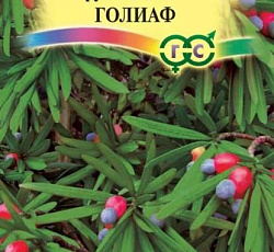 Ногоплодник крупнолистный Голиаф