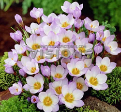 Крокус (ботанический) - Принцесса Беатрикс