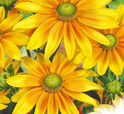 Рудбекия Ирландская весна