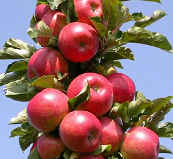 Яблоня (колонновидная) - Московское ожерелье