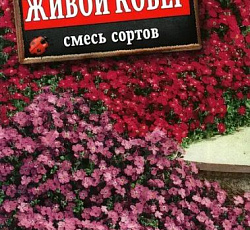 Обриета Живой ковер смесь сортов