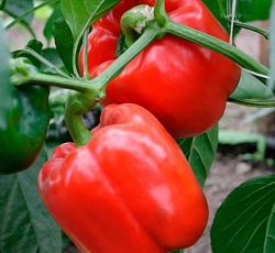 Перец сладкий Адмирал Ушаков F1