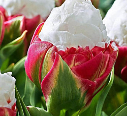 Тюльпан (Махровый поздний) - Айс Крим (Люкс)
