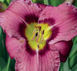 Лилейник (гибридный) - Олвейз Афтенун