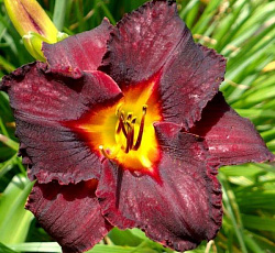 Лилейник (гибридный) - Блэк Стокингз (Люкс)