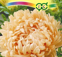 Астра Пионовидная Кремовая