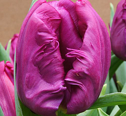 Тюльпан (Попугайный) - Пэррот Принц