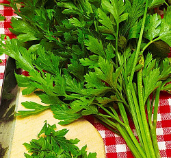 Петрушка листовая Итальянский гигант