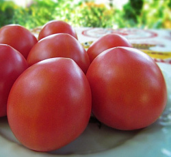 Томат Буденовка