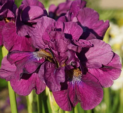 Ирис (сибирский) - Бандл ов Джой