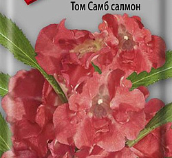 Бальзамин Том Самб салмон