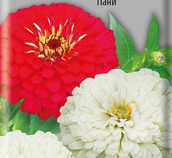 Цинния изящная Пани