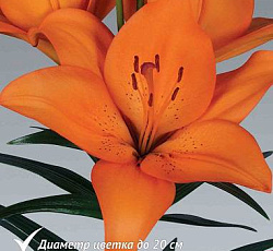 Лилия (ЛА-гибрид) - Коралло Бич