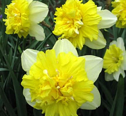 Нарцисс (Махровый) - Фулл Хаус