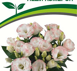 Эустома F1 карликовая махровая Леди Кэмерон