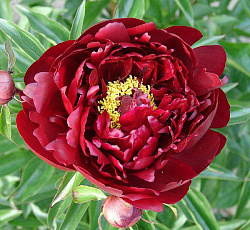 Пион (травянистый) - Петер Бранд (Люкс)