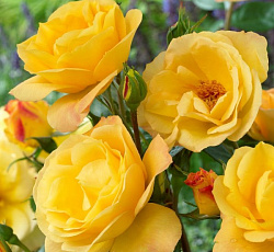 Роза (флорибунда) - Артур Белл