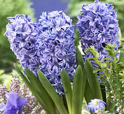 Гиацинт (садовый) - Блу Стар