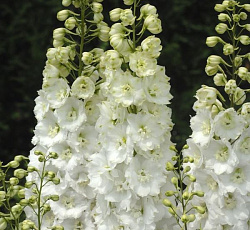 Дельфиниум (высокий) - Алиса