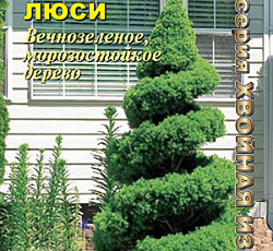Ель канадская Люси